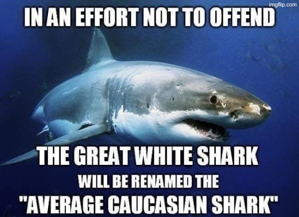 This Wouldn't Surprise Me | image tagged in liberal privilege,liberal logic,liberal hypocrisy,libtards,sharks,political correctness | made w/ Imgflip meme maker