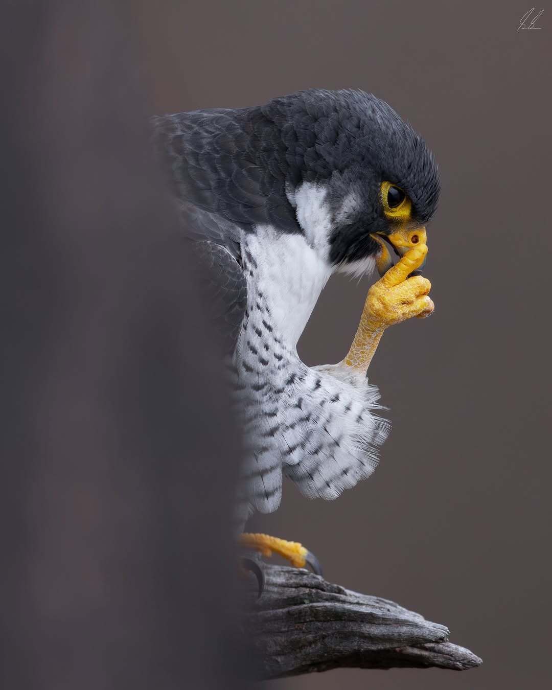Thinky Bird Blank Meme Template