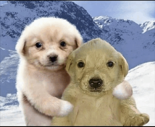 Puppies Hug meme Blank Meme Template