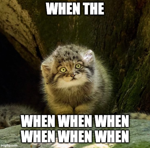 when | when the; when when when when when when | image tagged in when cat | made w/ Imgflip meme maker