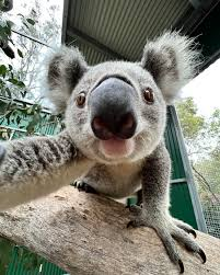 Koala "Hey you" Blank Meme Template
