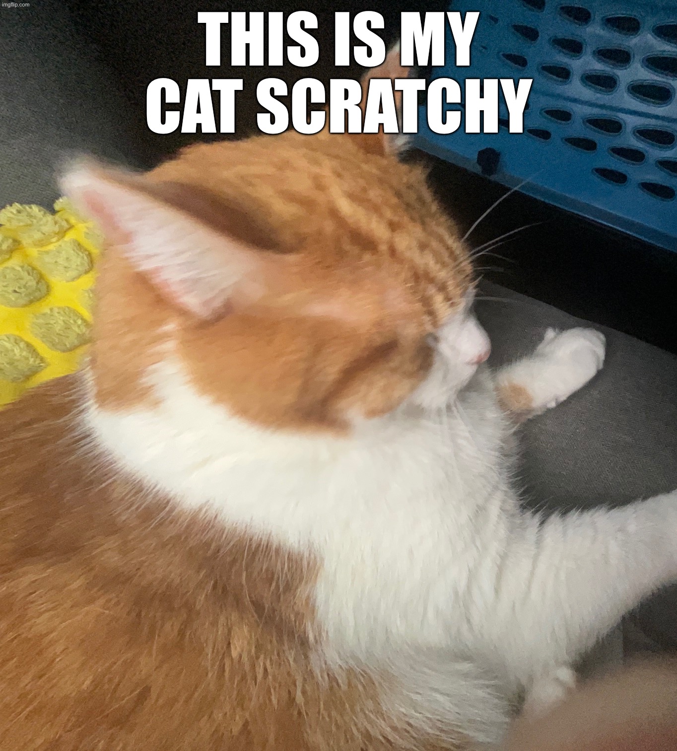 this is my cat scratchy | image tagged in cats | made w/ Imgflip meme maker