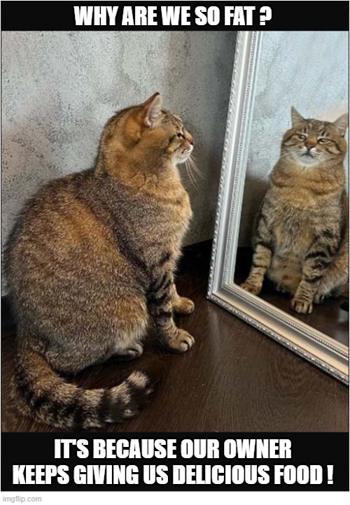 The Blame Game | Why are we so fat ? it's because Our owner keeps giving us delicious food ! | image tagged in cats,fat cat,reflection,blame,owner | made w/ Imgflip meme maker