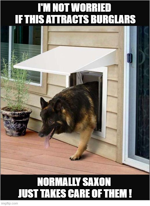 I Fitted A Giant Dog Flap ! | I'm not worried
 if this attracts burglars; Normally Saxon 
just takes care of them ! | image tagged in dogs,flap,burglars,taken care of | made w/ Imgflip meme maker