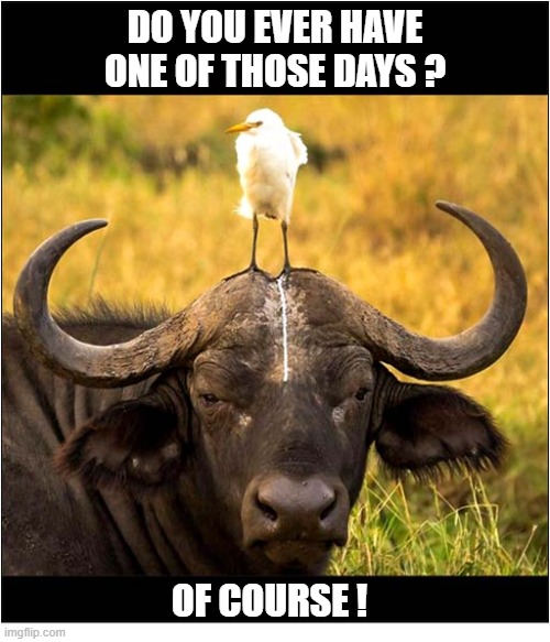 That's Life ... | Do you ever have one of those days ? Of course ! | image tagged in that's life,cape bufallo,egret,resignation | made w/ Imgflip meme maker