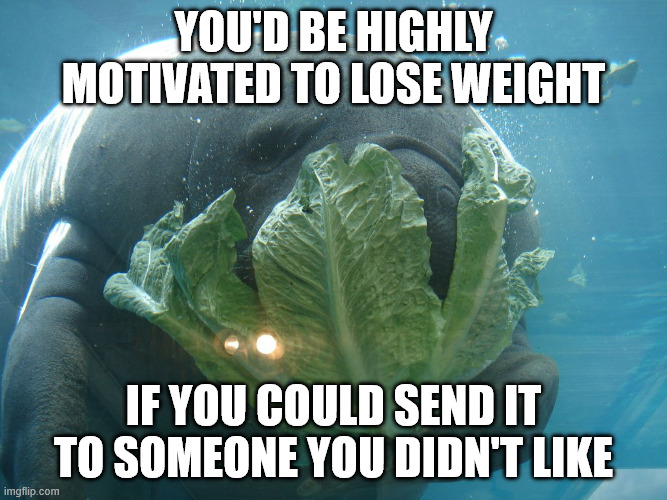 weight loss | you'd be highly motivated to lose weight; if you could send it to someone you didn't like | image tagged in weight loss manatee | made w/ Imgflip meme maker