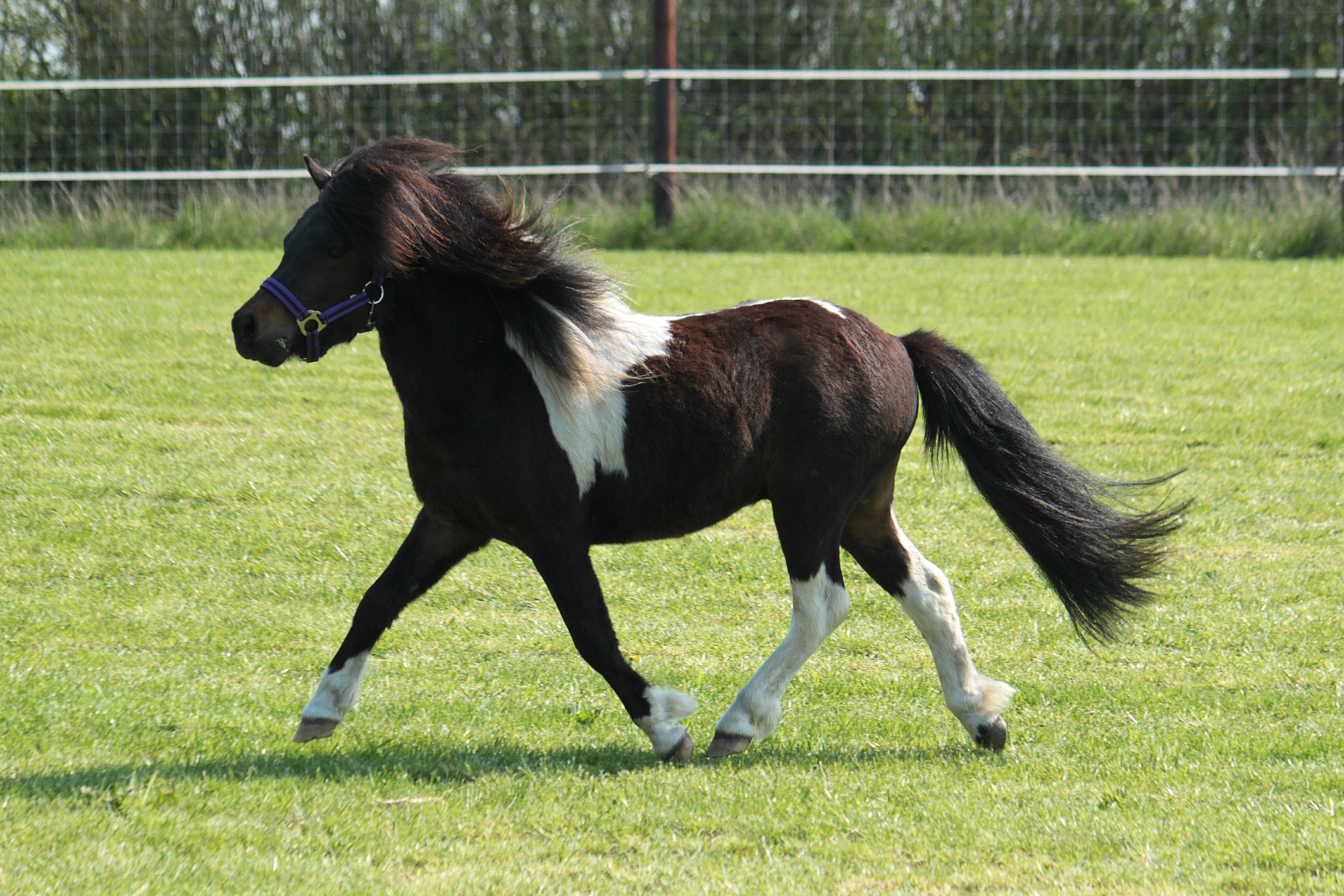black pony white feet Blank Meme Template