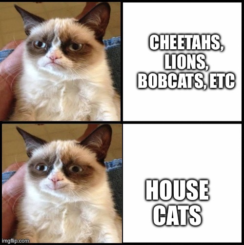 Grumpy cat drake | Cheetahs, lions, bobcats, etc; House cats | image tagged in grumpy cat drake,drake hotline bling,grumpy cat,happy cat,cat | made w/ Imgflip meme maker