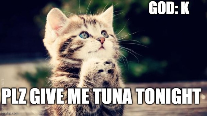 cat | god: k; plz give me tuna tonight | image tagged in praying cat | made w/ Imgflip meme maker