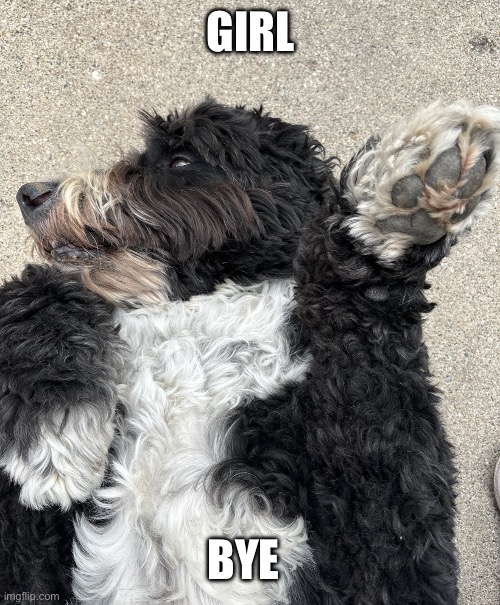 When she doesn’t like dogs | Girl; Bye | image tagged in sassy dog | made w/ Imgflip meme maker