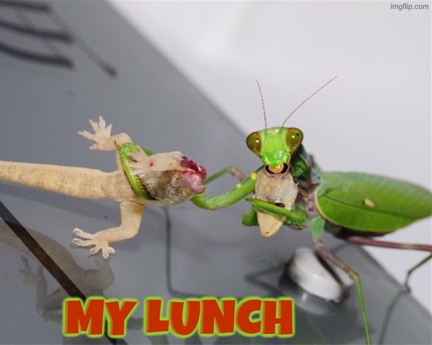 Praying Mantis Lunch and it looks proud of itself | My Lunch | image tagged in cool stuff,praying mantis,lunch time,proud,like a boss,whoop ass | made w/ Imgflip meme maker