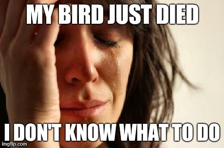 This is true, it JUST happened to me..... | MY BIRD JUST DIED I DON'T KNOW WHAT TO DO | image tagged in memes,first world problems | made w/ Imgflip meme maker
