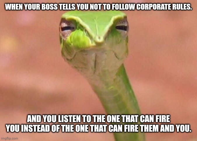 Skeptical snake | When your boss tells you not to follow corporate rules. And you listen to the one that can fire you instead of the one that can fire them an | image tagged in skeptical snake | made w/ Imgflip meme maker