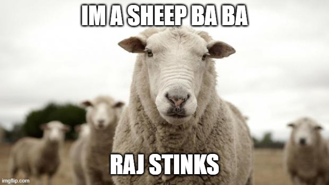 Sheep | Im a sheep Ba BA; Raj Stinks | image tagged in sheep | made w/ Imgflip meme maker