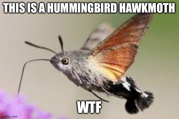 Hummingbird hawk moths look like aliens | This is a hummingbird hawkmoth; Wtf | image tagged in bugs,aliens,wildlife,nature | made w/ Imgflip meme maker