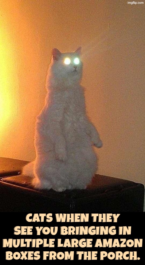 Cats are boxtards | Cats when they see you bringing in multiple large Amazon boxes from the porch. | image tagged in cats,funny cats,boxes,weirdo,cursed,glow | made w/ Imgflip meme maker