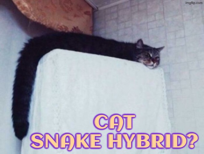Cat Snake Hybrid | Cat Snake hybrid? | image tagged in cats,funny cats,cats are liquid,snake,hybrid,funny meme | made w/ Imgflip meme maker