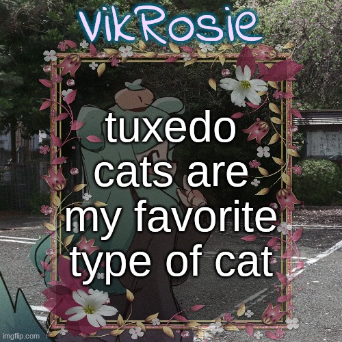 Rose's Tanger Temp | tuxedo cats are my favorite type of cat | image tagged in rose's tanger temp | made w/ Imgflip meme maker