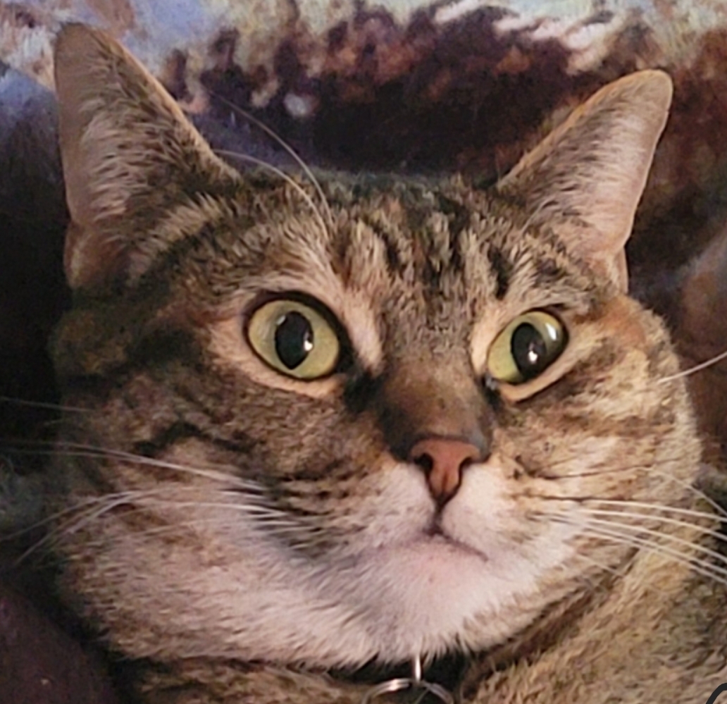 Breaking point cat Blank Meme Template