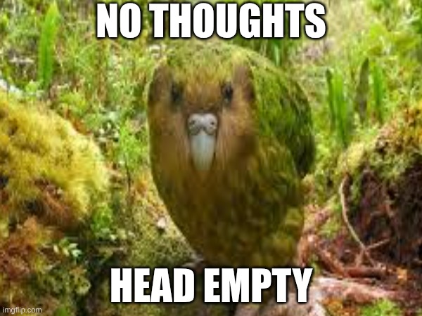 kakapo be like | no thoughts; head empty | image tagged in birb,stoopid | made w/ Imgflip meme maker