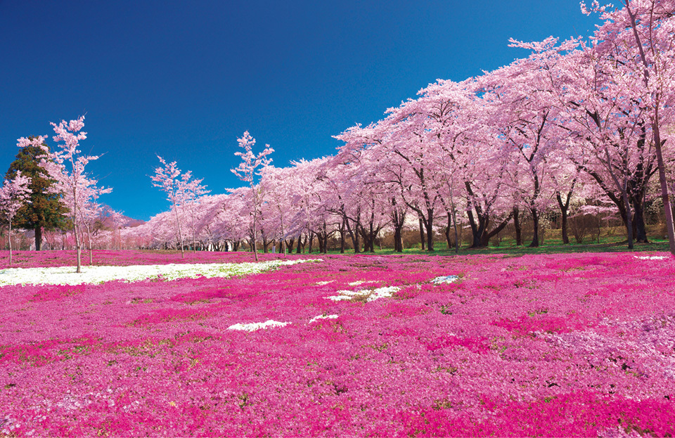 Cherry Blossoms Blank Meme Template