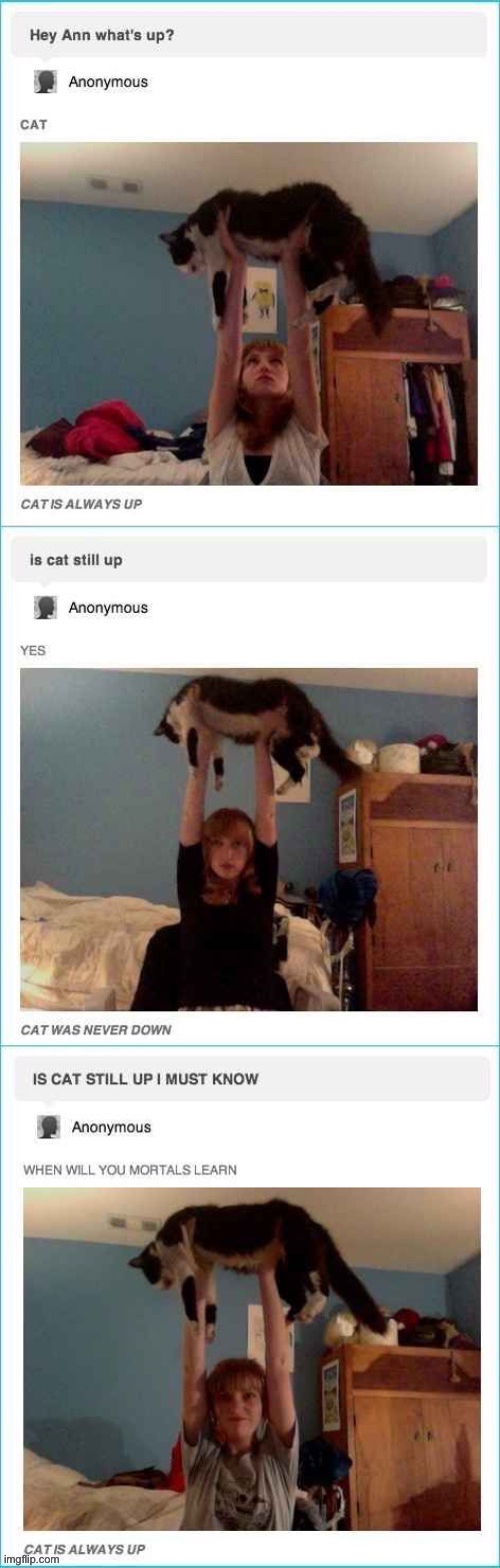 *years later* Me: *checks in with the cat* *sees cat still up* “CAT IS ALWAYS UP!” | image tagged in funny,cats,memes,its free real estate,front page plz,oh wow are you actually reading these tags | made w/ Imgflip meme maker