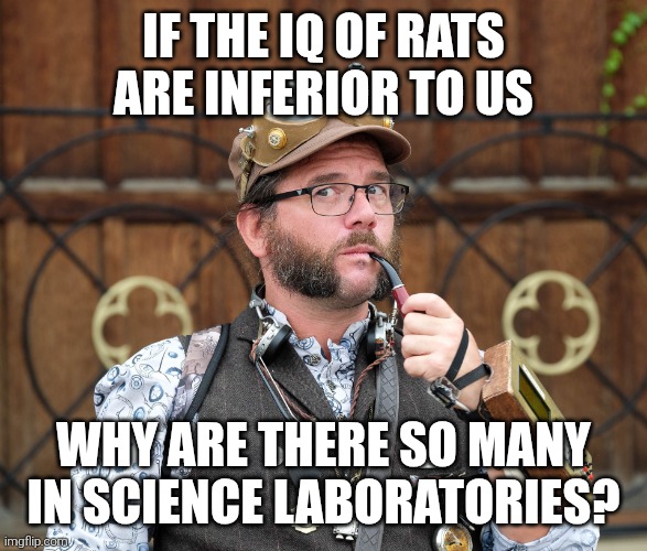 Rats | If the IQ of rats are inferior to us; Why are there so many in science laboratories? | image tagged in posh steampunk man with pipe,posh,steampunk | made w/ Imgflip meme maker