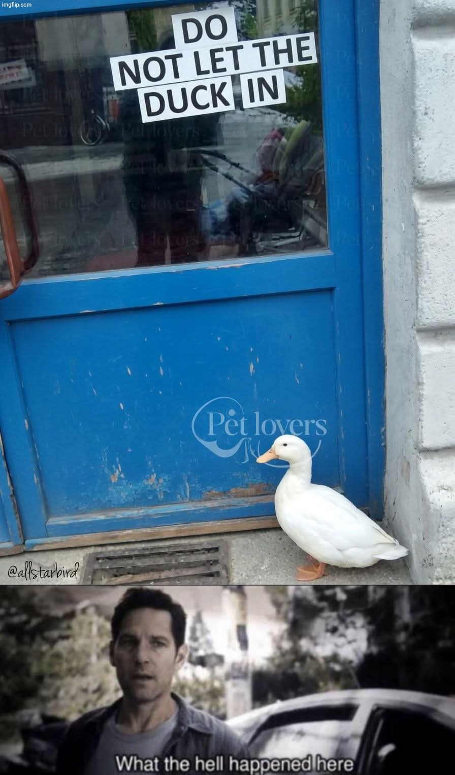 What did he do??? | image tagged in what the hell happened here,do not,the duck,hmm yes,wut,what the duck | made w/ Imgflip meme maker