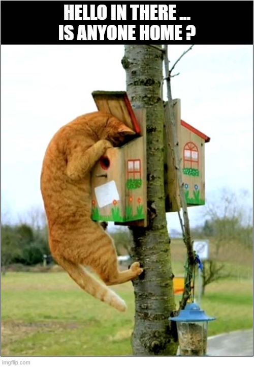 Is This A Social Call ? | hello in there ...
Is anyone home ? | image tagged in cats,bird box,hello there | made w/ Imgflip meme maker