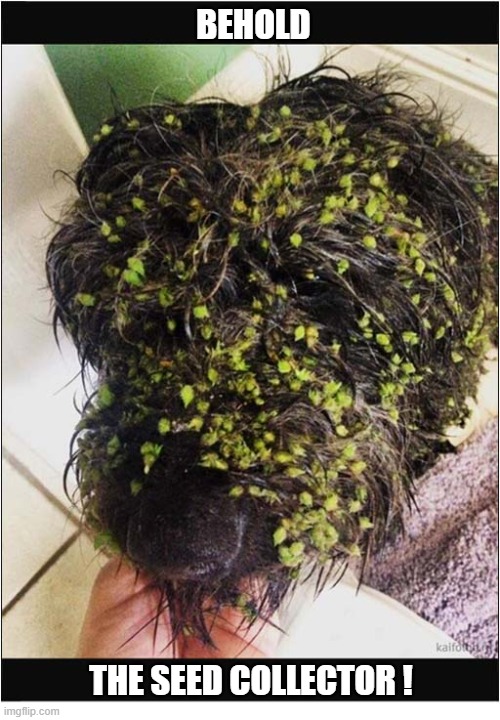 Post Walkies Clean Up Required | Behold; the seed collector ! | image tagged in dogs,seeds,clean up | made w/ Imgflip meme maker