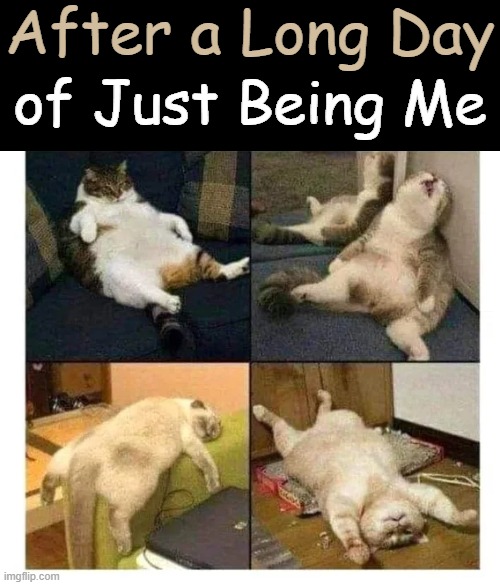 Exhausted | After a Long Day; of Just Being Me | image tagged in real life,curiosity,cats,busy,people,relatable | made w/ Imgflip meme maker