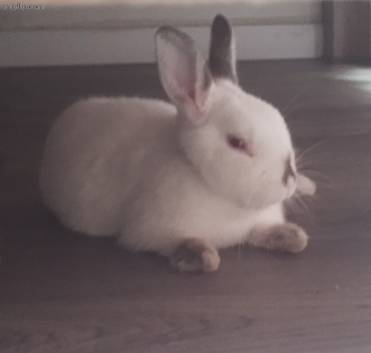 bnuie | made w/ Imgflip meme maker