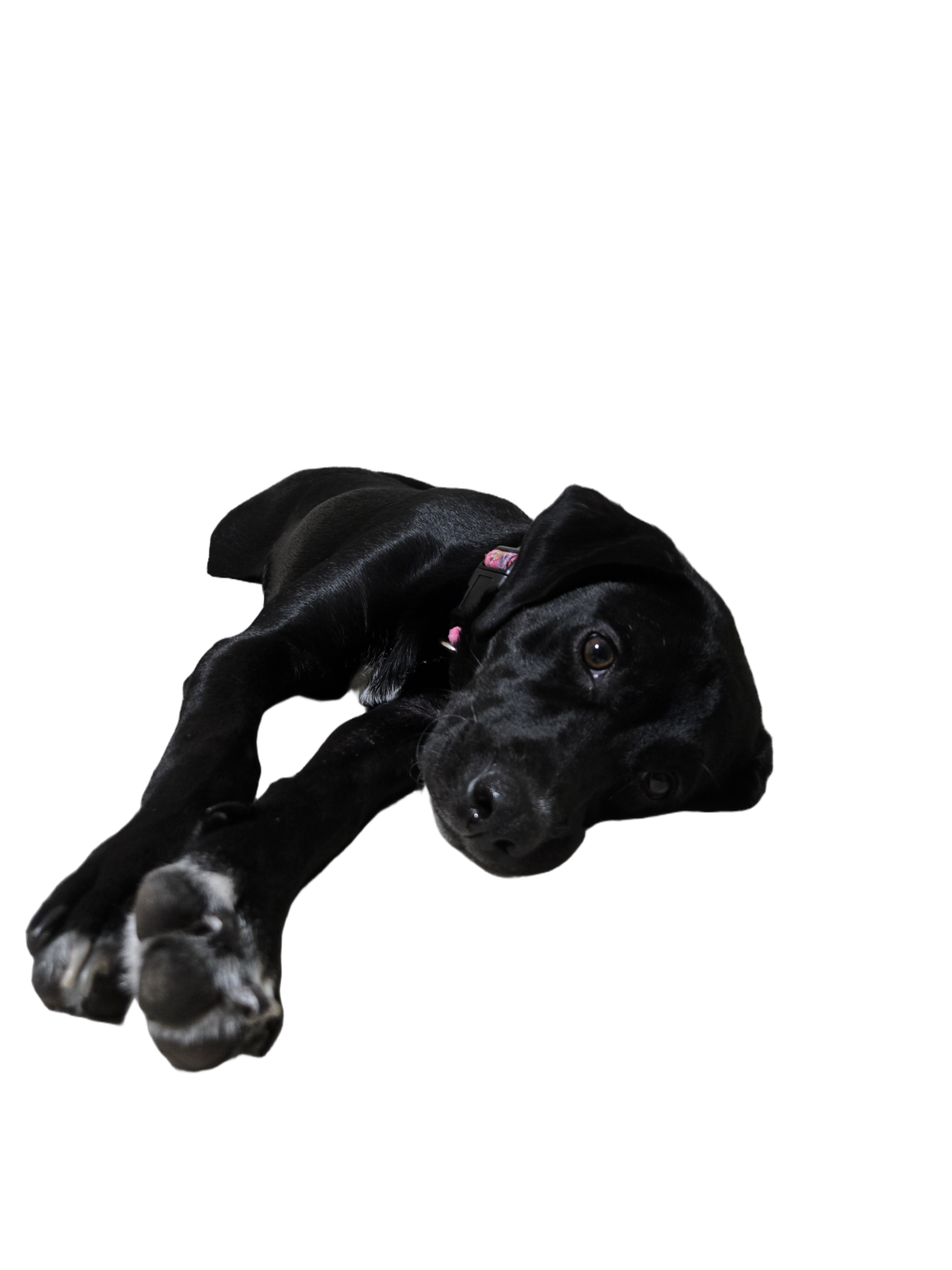 Luna test Blank Meme Template