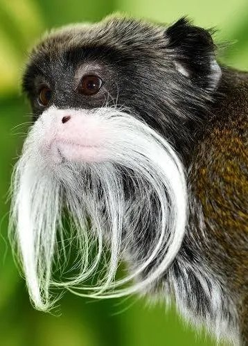 Tamarin monkey Blank Meme Template