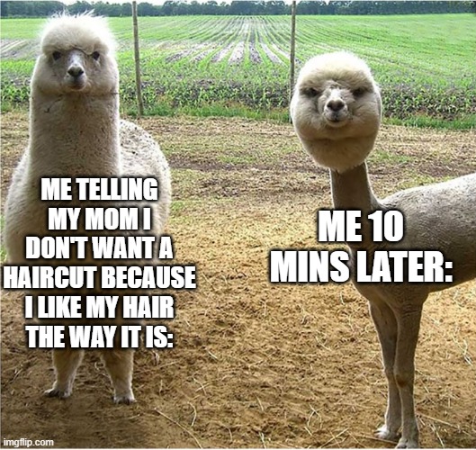 Alpaca | Me 10 mins later:; Me telling my mom I don't want a haircut because I like my hair the way it is: | image tagged in alpaca | made w/ Imgflip meme maker