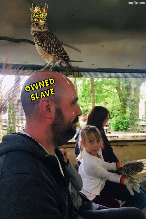 This Owl Owns Him | Slave 
Owner; Owned
Slave | image tagged in hilarious memes,owls,poop,owned,ah yes enslaved,birds | made w/ Imgflip meme maker