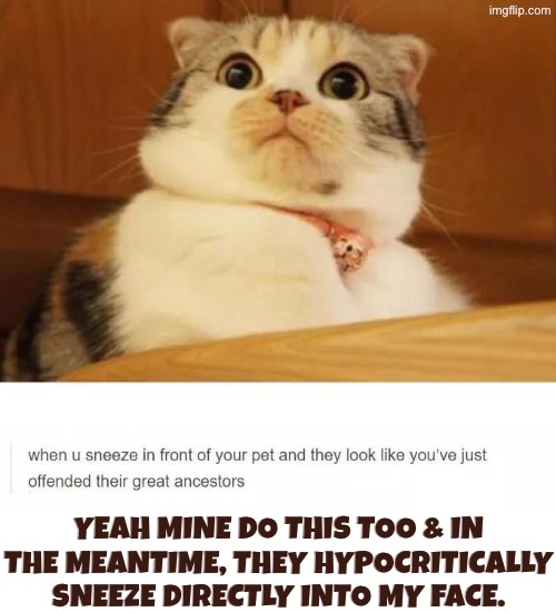 Sneezing Hypocrites | Yeah mine do this too & in the meantime, they hypocritically sneeze directly into my face. | image tagged in cats,funny cats,offended,sneezing,facial expressions,hypocrites | made w/ Imgflip meme maker