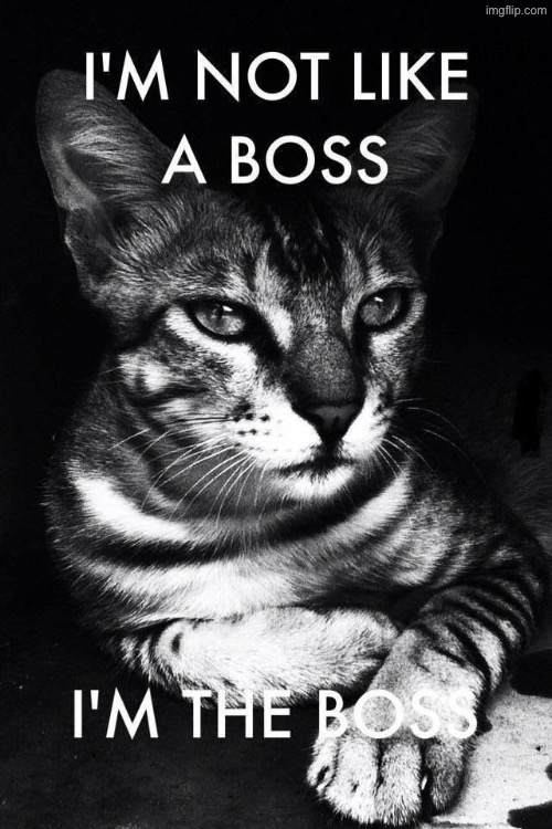 I Am The Boss | image tagged in cats,funny cats,the boss,like a boss,submit,obey | made w/ Imgflip meme maker