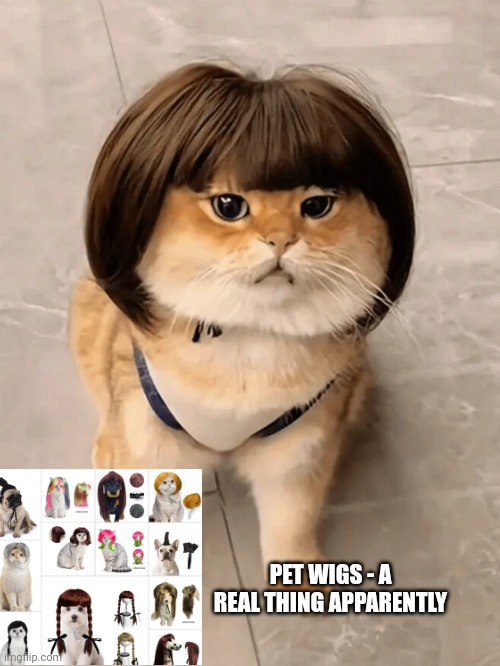 Pet wigs - a real thing apparently | made w/ Imgflip meme maker