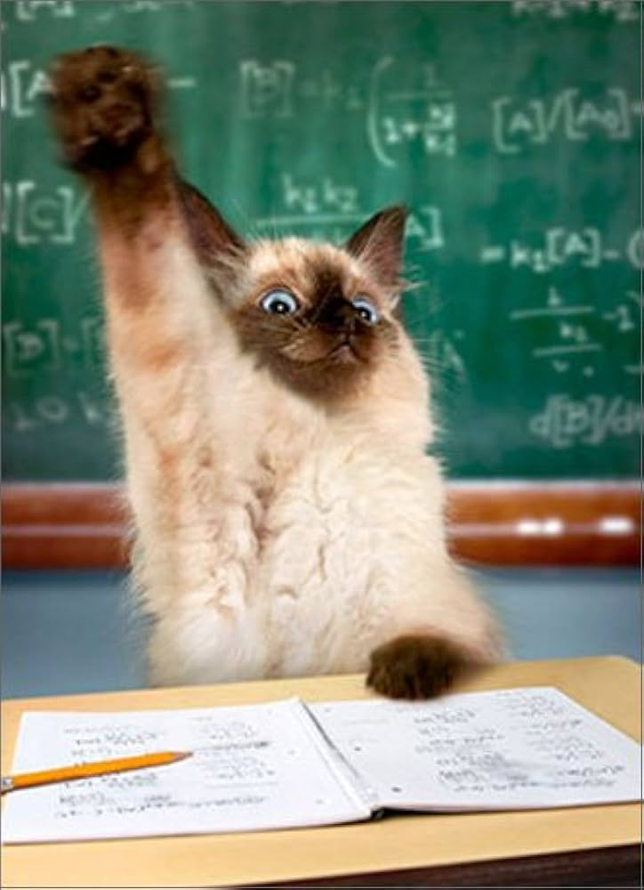 cat raises hand Blank Meme Template