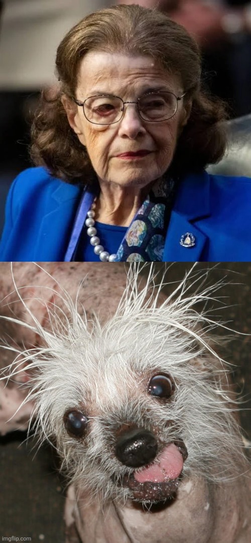 Ugly dog | made w/ Imgflip meme maker