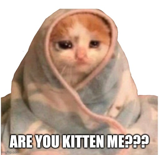 Noo | Are you kitten me??? | image tagged in bro not cool | made w/ Imgflip meme maker