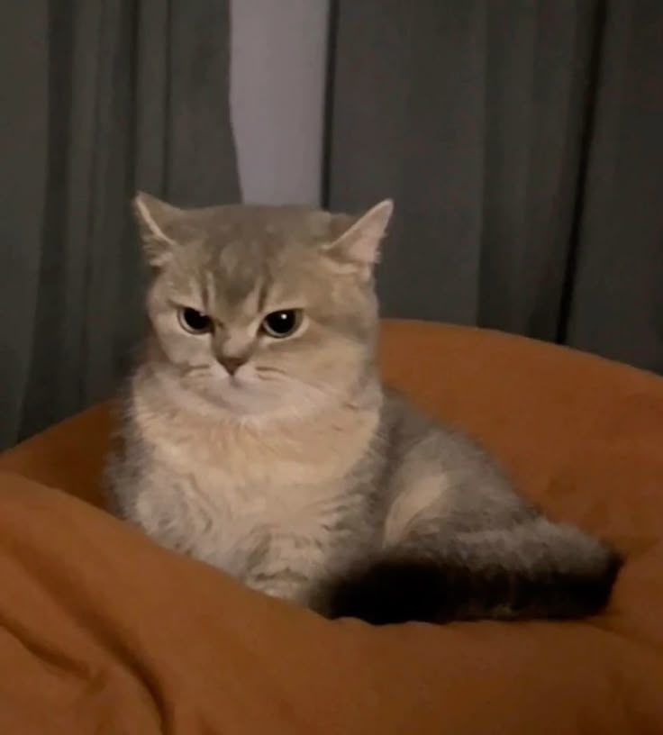 Cute Angry Cat Blank Meme Template