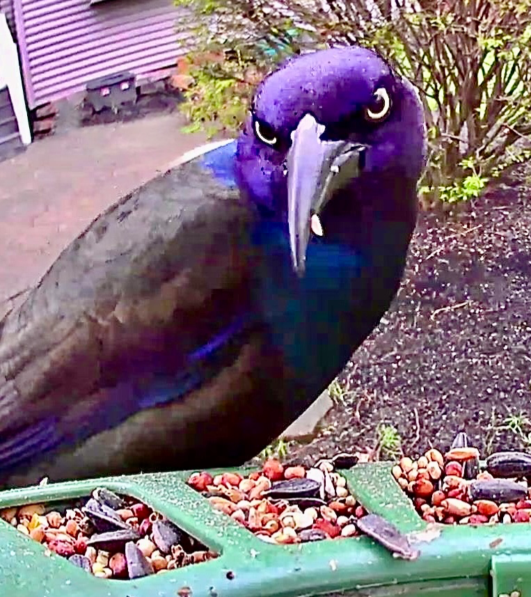 Did I ask? Blank Meme Template