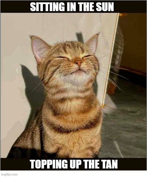 Just Another Manic Monday | Sitting In The Sun; Topping Up The Tan | image tagged in cats,monday mornings,sun,tanning | made w/ Imgflip meme maker