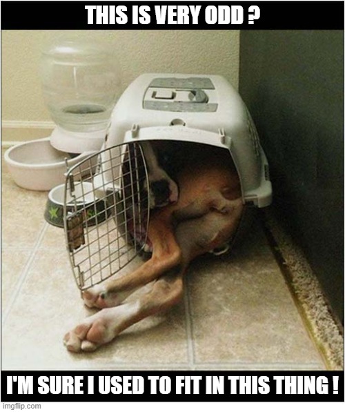 Things Change With The Passage Of Time ... | This is very odd ? I'm sure I used to fit in this thing ! | image tagged in dogs,boxer,pet carrier,too big | made w/ Imgflip meme maker