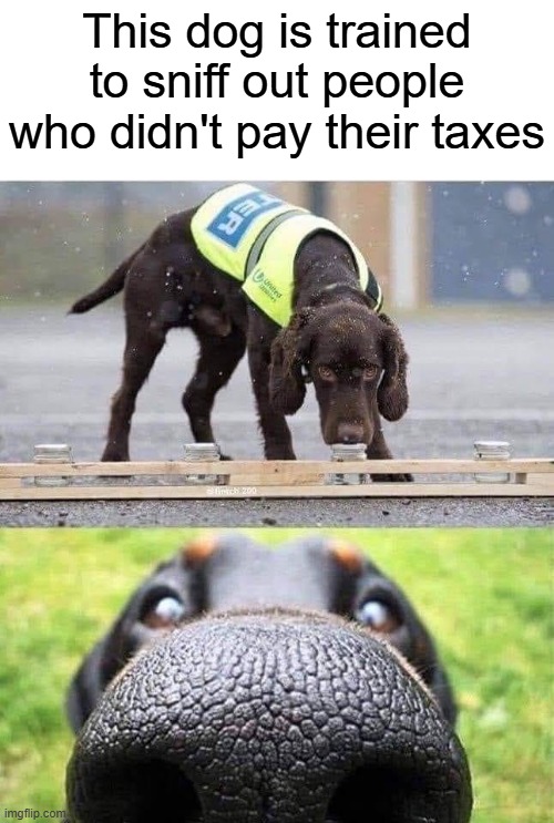This dog is trained to sniff out X | This dog is trained to sniff out people who didn't pay their taxes | image tagged in this dog is trained to sniff out x | made w/ Imgflip meme maker