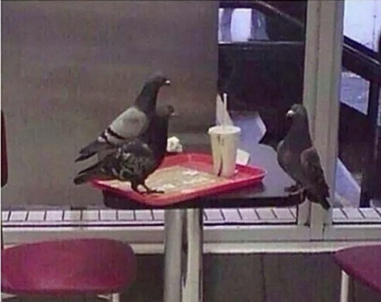 Pigeons Blank Meme Template