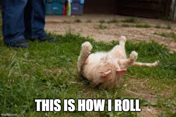 Cat says "This is how I roll." | this is how i roll | image tagged in cat,kittens,funny,humor,play on words,funny meme | made w/ Imgflip meme maker