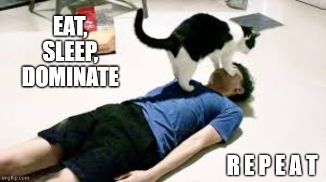 Cat thinks "Eat, Sleep, Dominate,.........REPEAT." | Eat, sleep, dominate; r e p e a t | image tagged in cat,kittens,humor,funny,funny cat memes | made w/ Imgflip meme maker